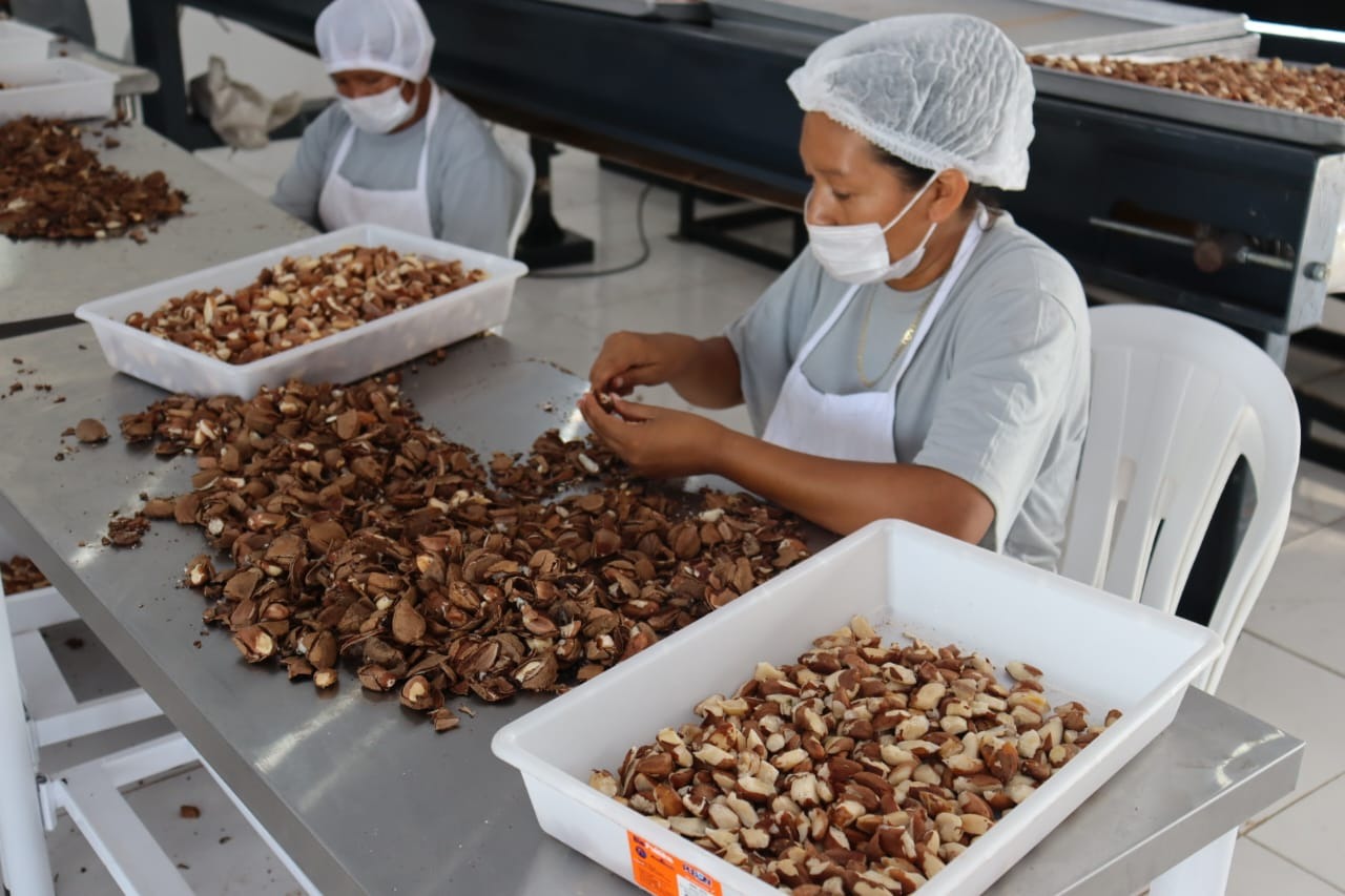 Inauguration of the Amazon Brazil nut processing factory of the Zoró Indigenous People
