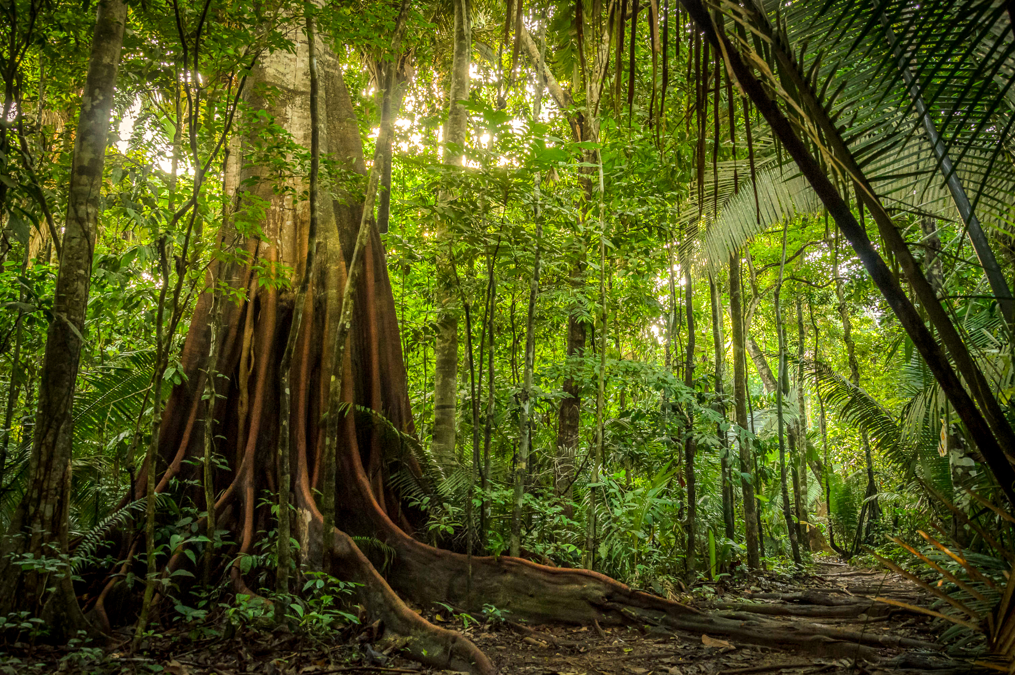 Amazon rainforest seen from under the canopy