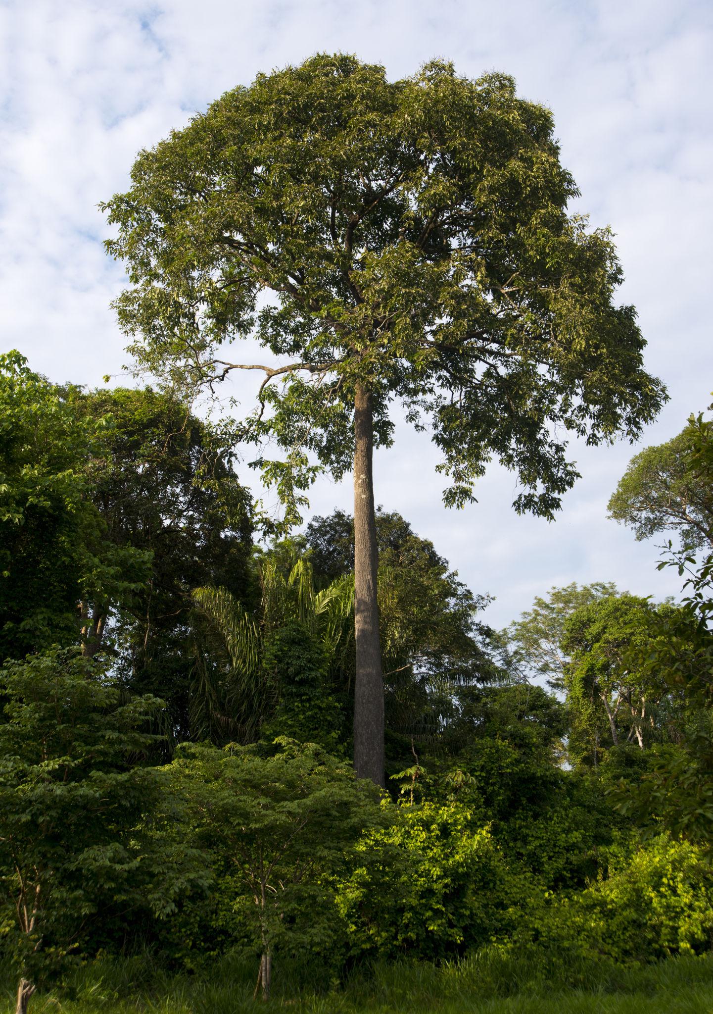 Brazil nut tree in the Amazon